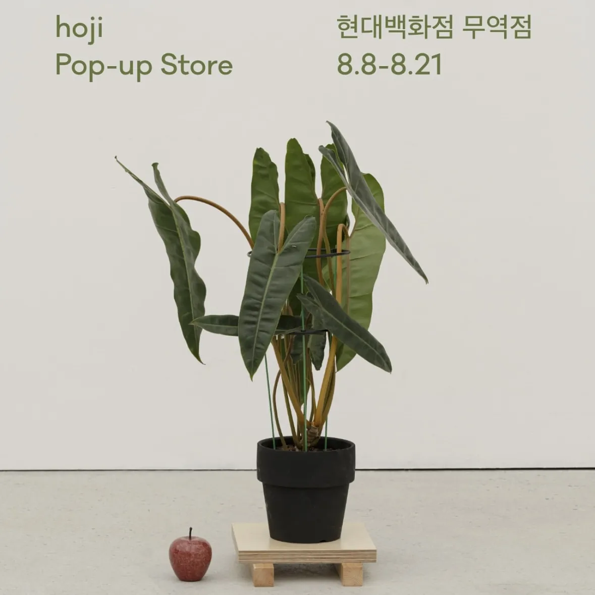 hoji POPUP